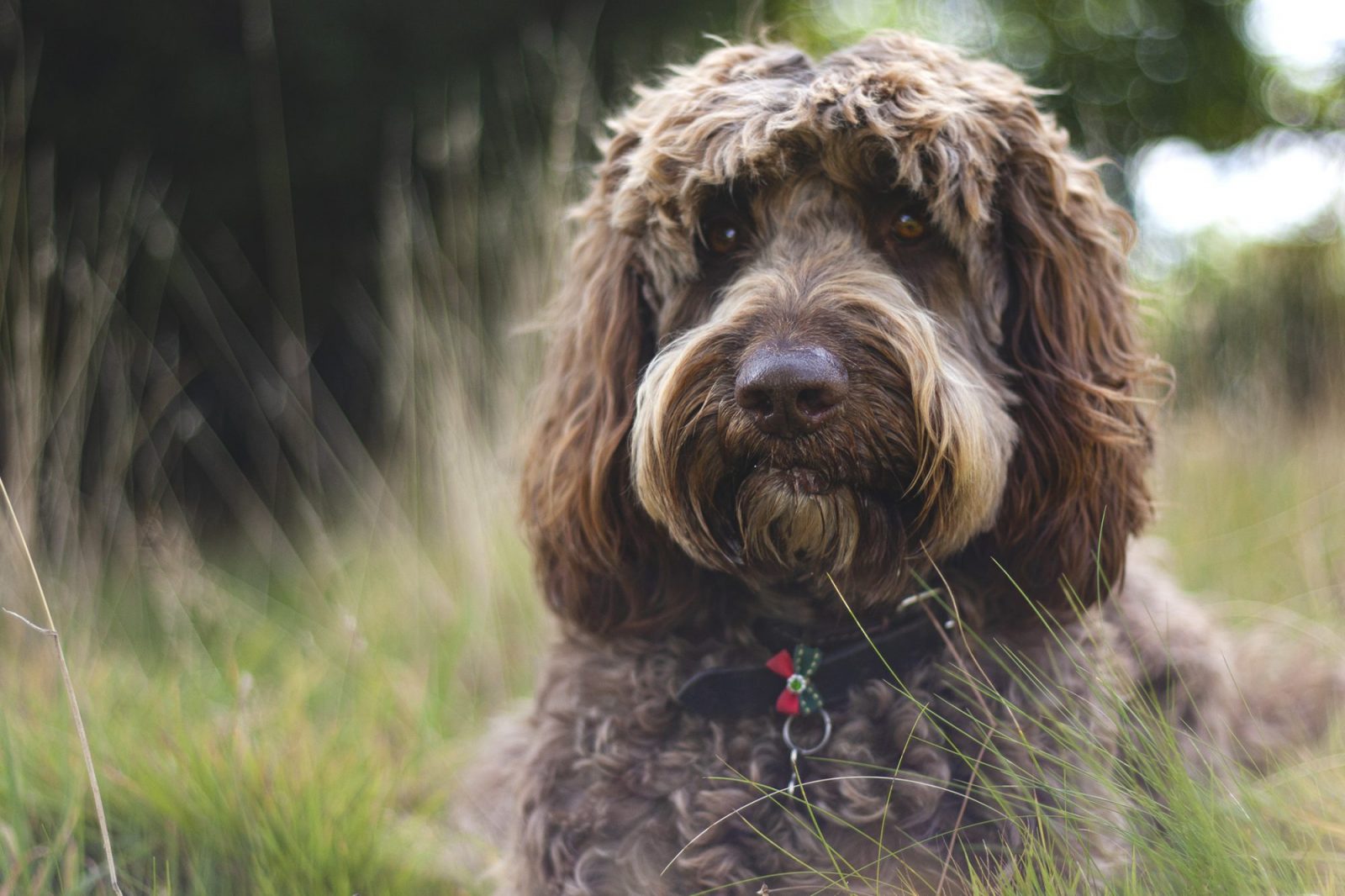 This 🐕 Dog Breeds Quiz May Be a Liiiittle Challenging, But Let’s See If You Can Score 15/20 Labradoodle