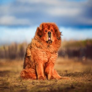If You Want to Know the Number of 👶🏻 Kids You’ll Have, Choose Some 🐶 Dogs to Find Out Tibetan Mastiff