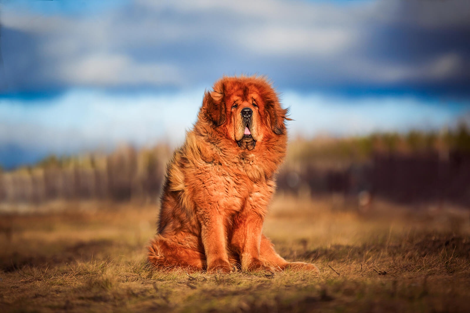 Can You Pass This Geography Quiz Where Every Question Comes With a 🐶 Dog-Related Clue? Tibetan Mastiff
