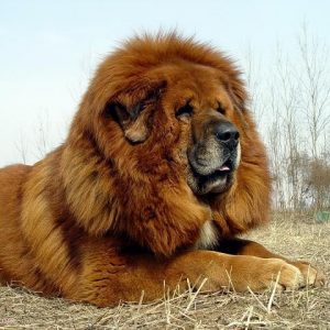 Can We Accurately Guess Your Zodiac Element Just by the Team of Animals You Build? Tibetan Mastiff