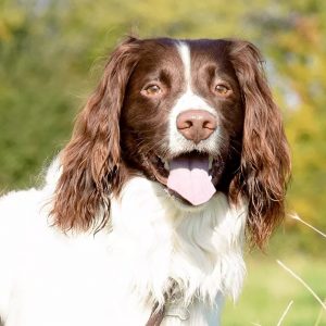 🐕 Help These Celebrities Adopt a Dog to Find Out Who Your Celeb BFF Is English Springer Spaniel