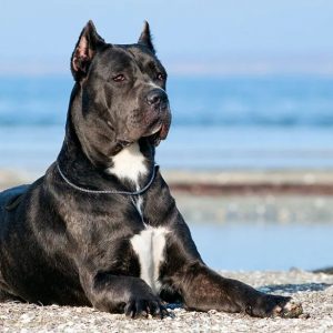 If You Want to Know the Number of 👶🏻 Kids You’ll Have, Choose Some 🐶 Dogs to Find Out Cane Corso