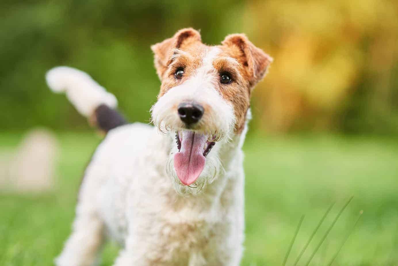 What Wild Animal Are You? Wire Fox Terrier