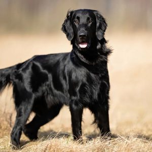 If You Want to Know the Number of 👶🏻 Kids You’ll Have, Choose Some 🐶 Dogs to Find Out Flat-Coated Retriever