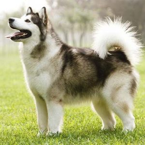 🐕 Help These Celebrities Adopt a Dog to Find Out Who Your Celeb BFF Is Alaskan Malamute