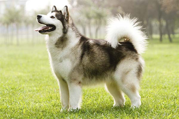 This 🐕 Dog Breeds Quiz May Be a Liiiittle Challenging, But Let’s See If You Can Score 15/20 Alaskan Malamute
