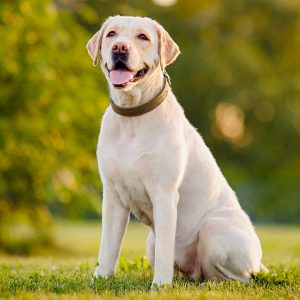 🐕 Help These Celebrities Adopt a Dog to Find Out Who Your Celeb BFF Is Labrador Retriever