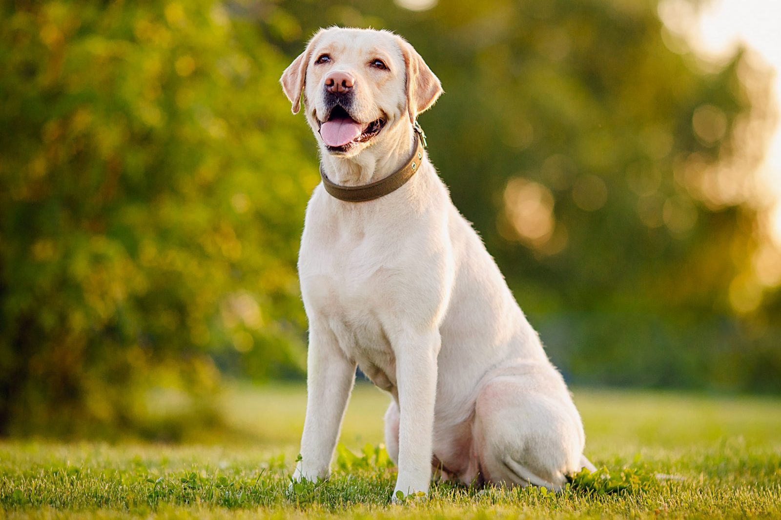 Which Big Dog And Small Dog Are You A Combination Of? 🐶 Labrador Retriever