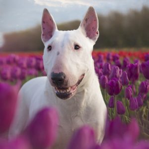 Dog Personality Quiz 🐶: What Wild Animal Are You? 🦁 Bull Terrier