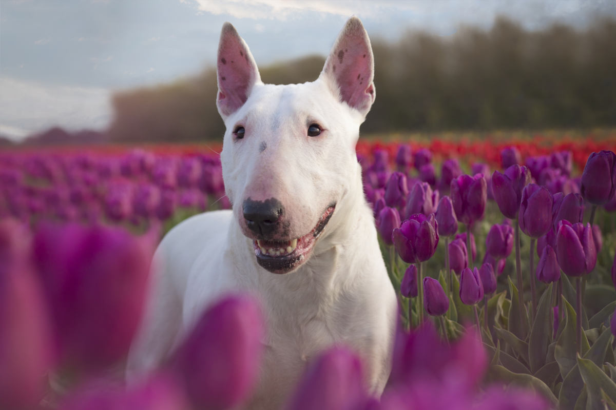 You got: Bull Terrier! Go on a Colorful Culinary Adventure 🌈 to Determine Exactly Which Unique Dog Breed 🐕 You’d Be