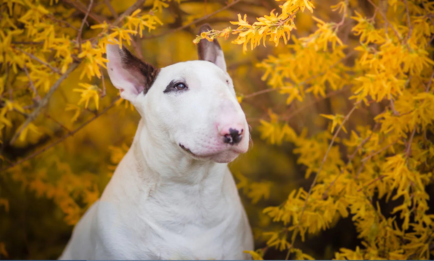 Can You Identify These 20 Dog Breeds 🐕 from Just One Picture? Bull Terrier