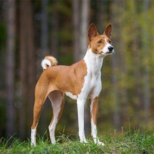 If You Want to Know the Number of 👶🏻 Kids You’ll Have, Choose Some 🐶 Dogs to Find Out Basenji