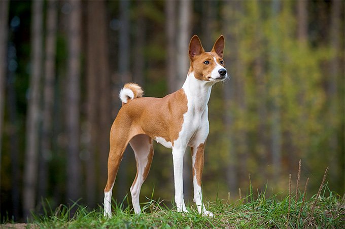 7 in 10 People Can’t Identity More Than 15 of These Dog Breeds 🐕 — Let’s See If You Can Do It Basenji