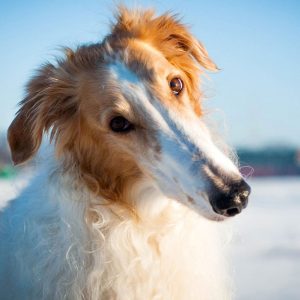 If You Want to Know the Number of 👶🏻 Kids You’ll Have, Choose Some 🐶 Dogs to Find Out Borzoi