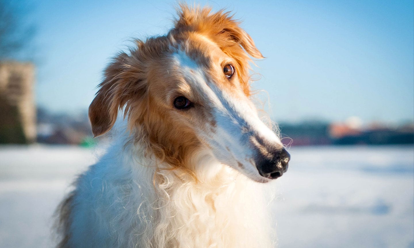 Can You Identify These 20 Dog Breeds 🐕 from Just One Picture? Borzoi