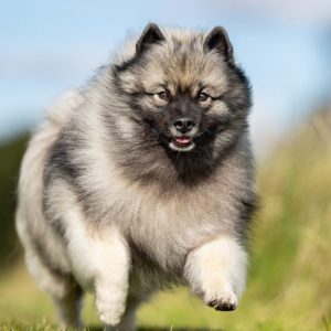 This Dog Trivia Quiz Will Separate Pups From Top Dogs – Are You Ready To Play? Keeshond