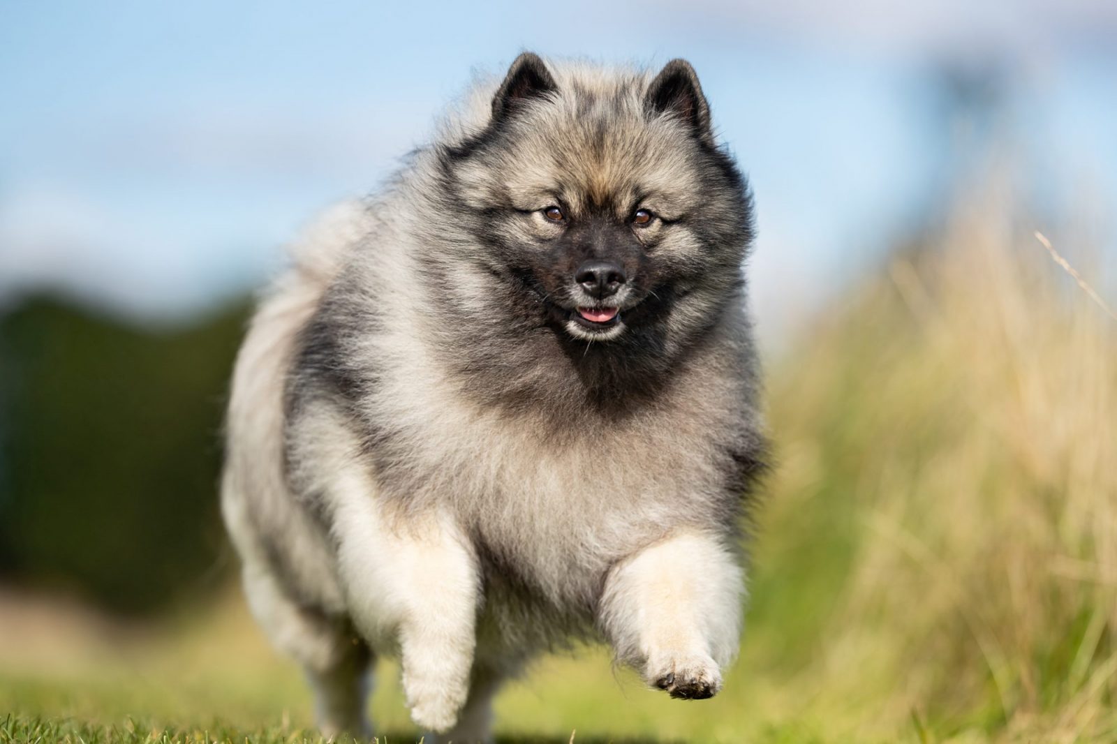 Can You Identify These 20 Dog Breeds 🐕 from Just One Picture? Keeshond