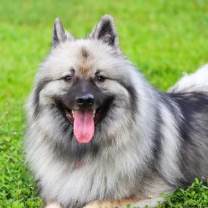If You Want to Know the Number of 👶🏻 Kids You’ll Have, Choose Some 🐶 Dogs to Find Out Keeshond