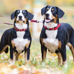 Dog Personality Quiz 🐶: What Wild Animal Are You? 🦁 Entlebucher Mountain Dog