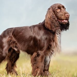 If You Want to Know the Number of 👶🏻 Kids You’ll Have, Choose Some 🐶 Dogs to Find Out Field Spaniel