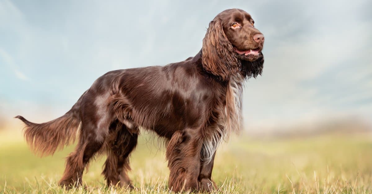 Can You Identify These 20 Dog Breeds 🐕 from Just One Picture? Field Spaniel