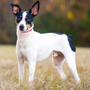 If You Want to Know the Number of 👶🏻 Kids You’ll Have, Choose Some 🐶 Dogs to Find Out Rat Terrier