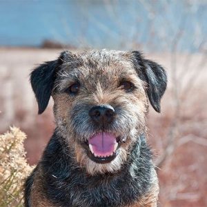 If You Want to Know the Number of 👶🏻 Kids You’ll Have, Choose Some 🐶 Dogs to Find Out Border Terrier