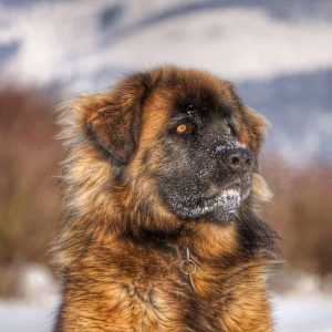 If You Want to Know the Number of 👶🏻 Kids You’ll Have, Choose Some 🐶 Dogs to Find Out Leonberger