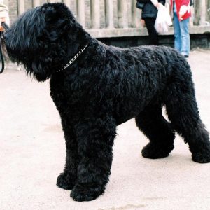 If You Want to Know the Number of 👶🏻 Kids You’ll Have, Choose Some 🐶 Dogs to Find Out Black Russian Terrier