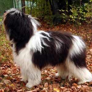 Dog Personality Quiz 🐶: What Wild Animal Are You? 🦁 Polish Lowland Sheepdog