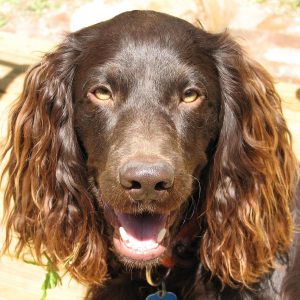 If You Want to Know the Number of 👶🏻 Kids You’ll Have, Choose Some 🐶 Dogs to Find Out Boykin Spaniel