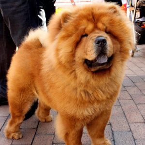 Cat Or Dog Breed Quiz Dog