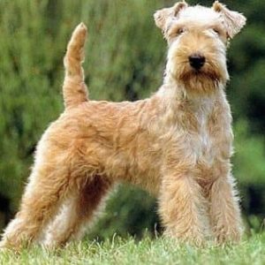 If You Want to Know the Number of 👶🏻 Kids You’ll Have, Choose Some 🐶 Dogs to Find Out Lakeland Terrier