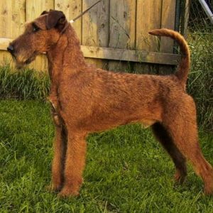 If You Want to Know the Number of 👶🏻 Kids You’ll Have, Choose Some 🐶 Dogs to Find Out Irish Terrier
