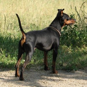 If You Want to Know the Number of 👶🏻 Kids You’ll Have, Choose Some 🐶 Dogs to Find Out Miniature Pinscher