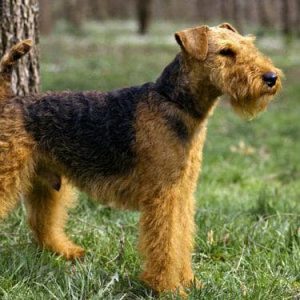 If You Want to Know the Number of 👶🏻 Kids You’ll Have, Choose Some 🐶 Dogs to Find Out Welsh Terrier