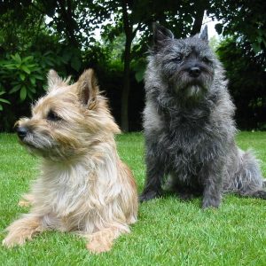 If You Want to Know the Number of 👶🏻 Kids You’ll Have, Choose Some 🐶 Dogs to Find Out Cairn Terrier