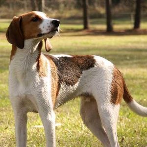 We’ve Gone to the Dogs! 🐕 Can You Ace This 20-Question Dog Quiz? Treeing Walker Coonhound