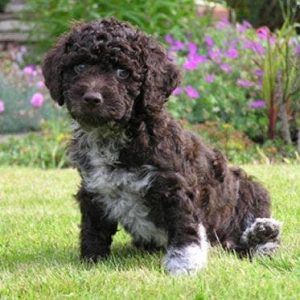 If You Want to Know the Number of 👶🏻 Kids You’ll Have, Choose Some 🐶 Dogs to Find Out Spanish Water Dog