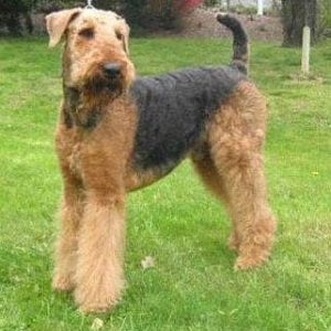If You Want to Know the Number of 👶🏻 Kids You’ll Have, Choose Some 🐶 Dogs to Find Out Airedale Terrier