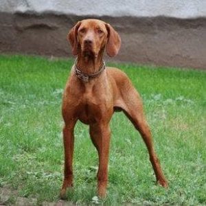 If You Want to Know the Number of 👶🏻 Kids You’ll Have, Choose Some 🐶 Dogs to Find Out Hungarian Vizsla