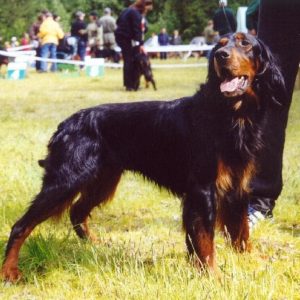 If You Want to Know the Number of 👶🏻 Kids You’ll Have, Choose Some 🐶 Dogs to Find Out Gordon Setter