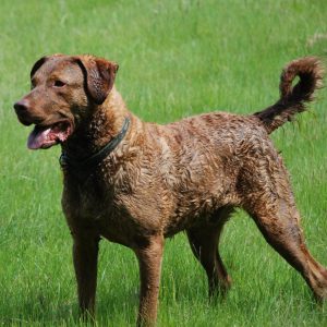 If You Want to Know the Number of 👶🏻 Kids You’ll Have, Choose Some 🐶 Dogs to Find Out Chesapeake Bay Retriever