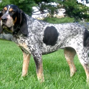 If You Want to Know the Number of 👶🏻 Kids You’ll Have, Choose Some 🐶 Dogs to Find Out Bluetick Coonhound