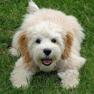 If You Want to Know the Number of 👶🏻 Kids You’ll Have, Choose Some 🐶 Dogs to Find Out Cockapoo