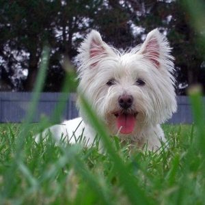 If You Want to Know the Number of 👶🏻 Kids You’ll Have, Choose Some 🐶 Dogs to Find Out West Highland White Terrier
