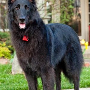 If You Want to Know the Number of 👶🏻 Kids You’ll Have, Choose Some 🐶 Dogs to Find Out Belgian Shepherd Dog