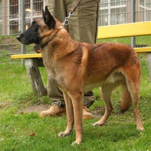 If You Want to Know the Number of 👶🏻 Kids You’ll Have, Choose Some 🐶 Dogs to Find Out Belgian Shepherd Malinois