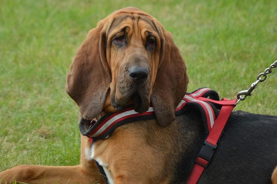 Only the Biggest Dog Lovers Can Identify All 20 of These Breeds 🐾 — Can You? Bloodhound