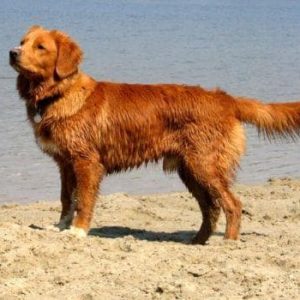 If You Want to Know the Number of 👶🏻 Kids You’ll Have, Choose Some 🐶 Dogs to Find Out Nova Scotia Duck-Tolling Retriever